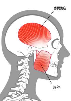 顎関節症でお悩みのあなたへ | 【喜連瓜破の整体・鍼灸】看護師も通う 